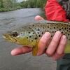 brown_trout